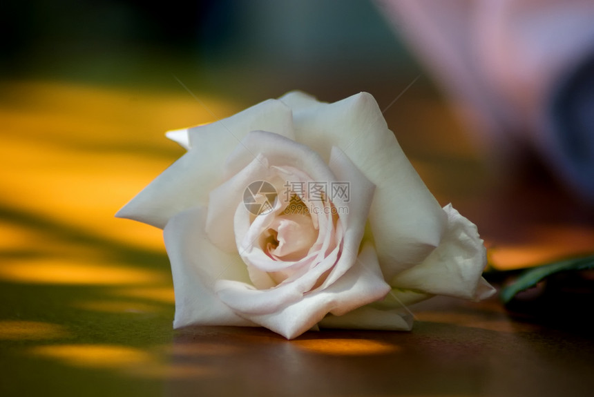白玫瑰花柔软度脆弱性玫瑰场景婚礼白色曲线玫瑰花瓣浪漫宏观图片