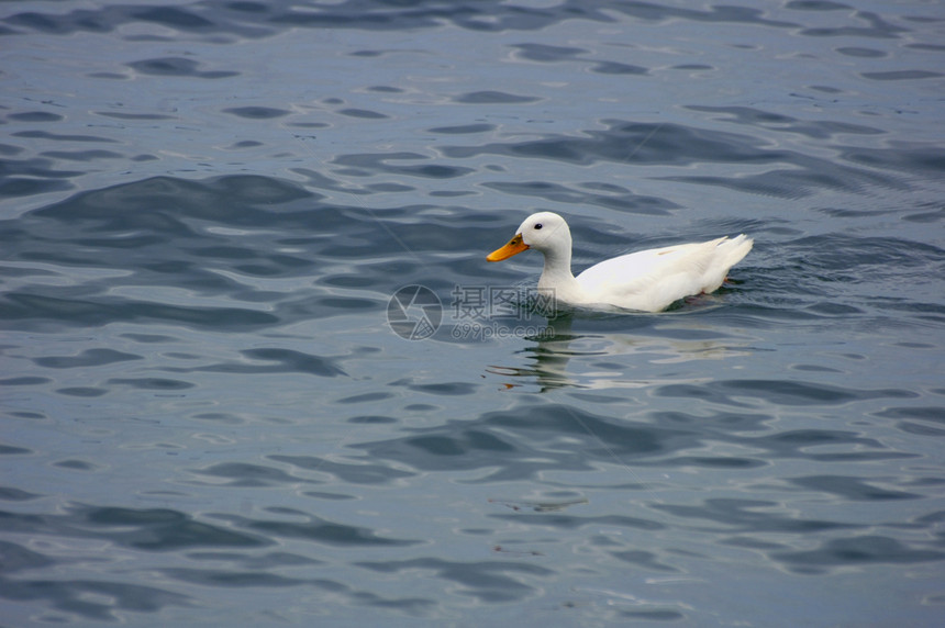 无辜的白鸭游泳波浪涟漪环境栖息地账单流感载体疾病溪流图片
