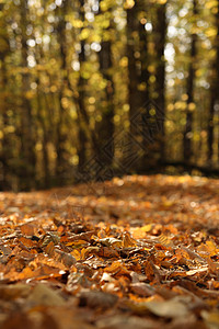 秋叶树叶叶子森林草地木头黄色季节背景图片