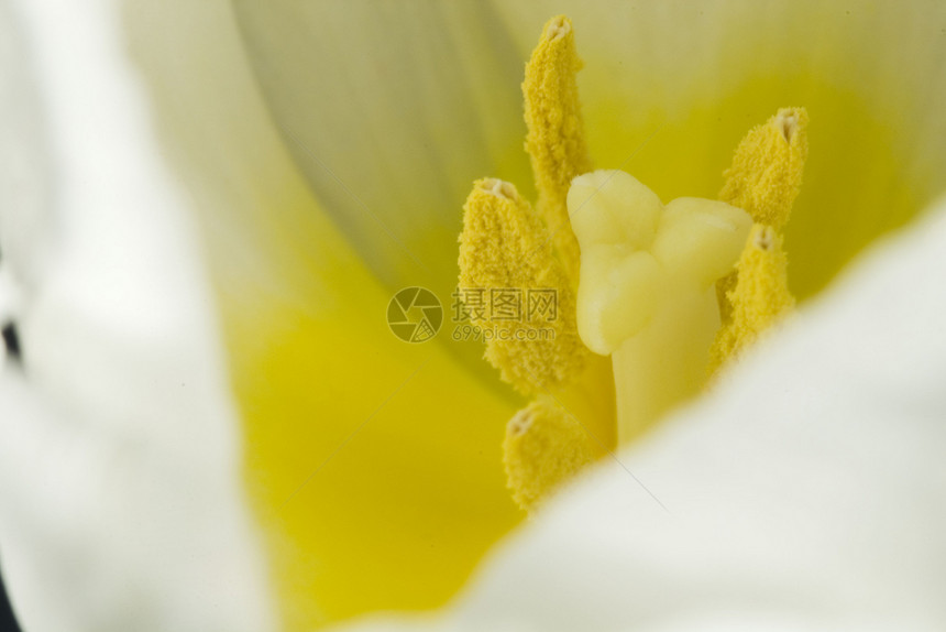 玫瑰郁金香女神的近镜头花园花瓣白色季节灯泡香味花粉植物图片