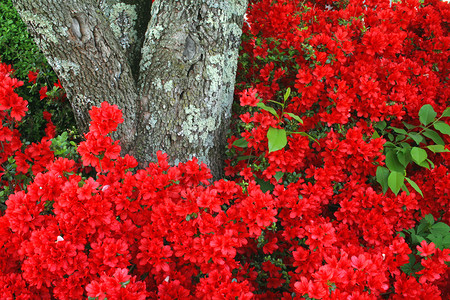 杜鹃花树春季背景背景植物季节百科衬套树叶植物群红色季节性园艺树干背景