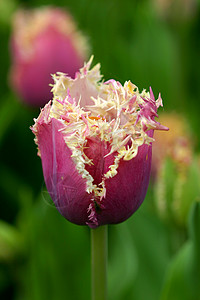 Keukenhof 特别郁金香背景图片