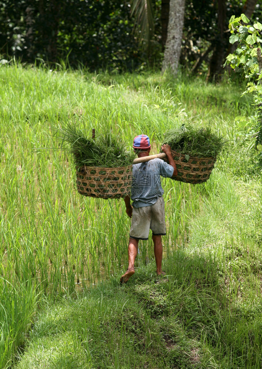 种植大米生长成人阳台食物平原谷物爬坡脚步编队农业图片