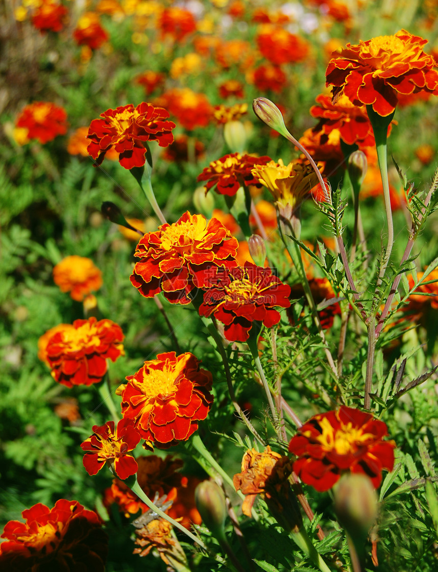 马里戈尔德人植物花园衬套金子团体花粉宏观叶子阳光昆虫图片