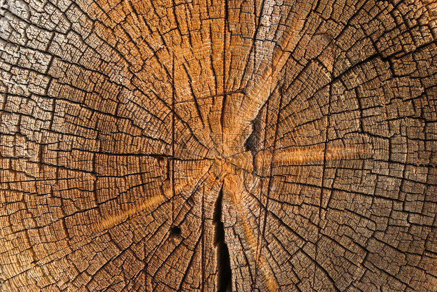 密闭木制剪切纹理松树生态乡村木材树干燃料国家烧伤森林季节性图片