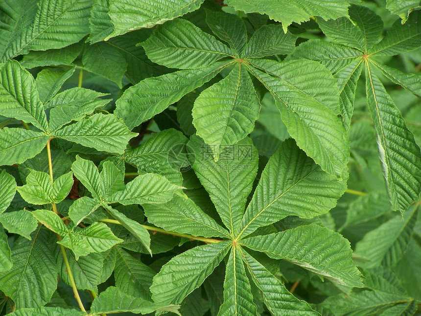 栗树叶公园树叶季节性叶子绿色静脉植物学植物季节图片