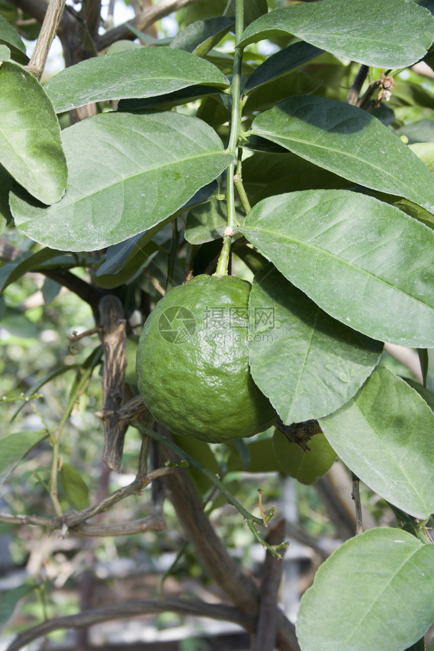 绿色柠檬收成食物苔藓水果落叶维生素叶子电缆树叶丛林图片