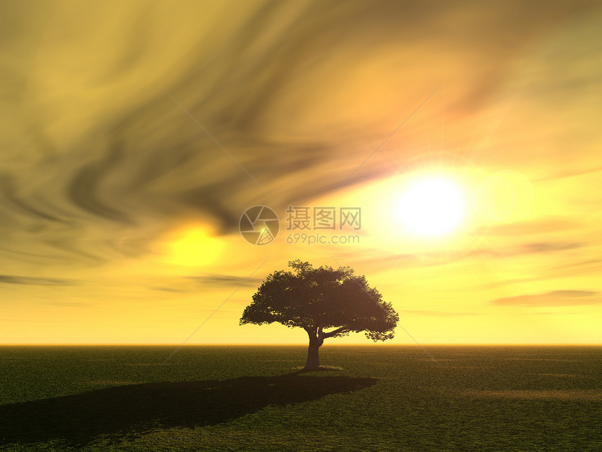 树场地天空黄色阴影日落太阳图片