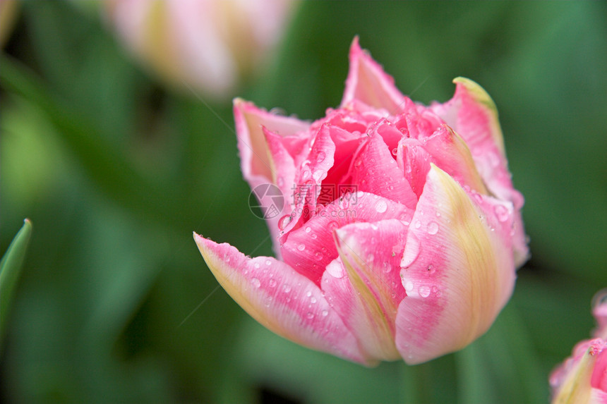 湿郁金香植物红色花瓣粉色旅行下雨香味花朵场地园艺图片