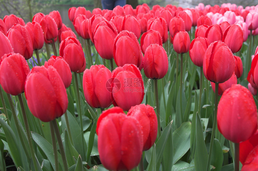 美丽的红色郁金香植物旅行花瓣花朵场地植物群花园下雨香味园艺图片