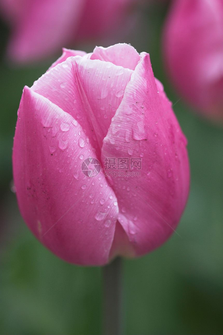柔软粉色郁金香香味下雨展示宏观植物植物群园艺花瓣花朵花园图片