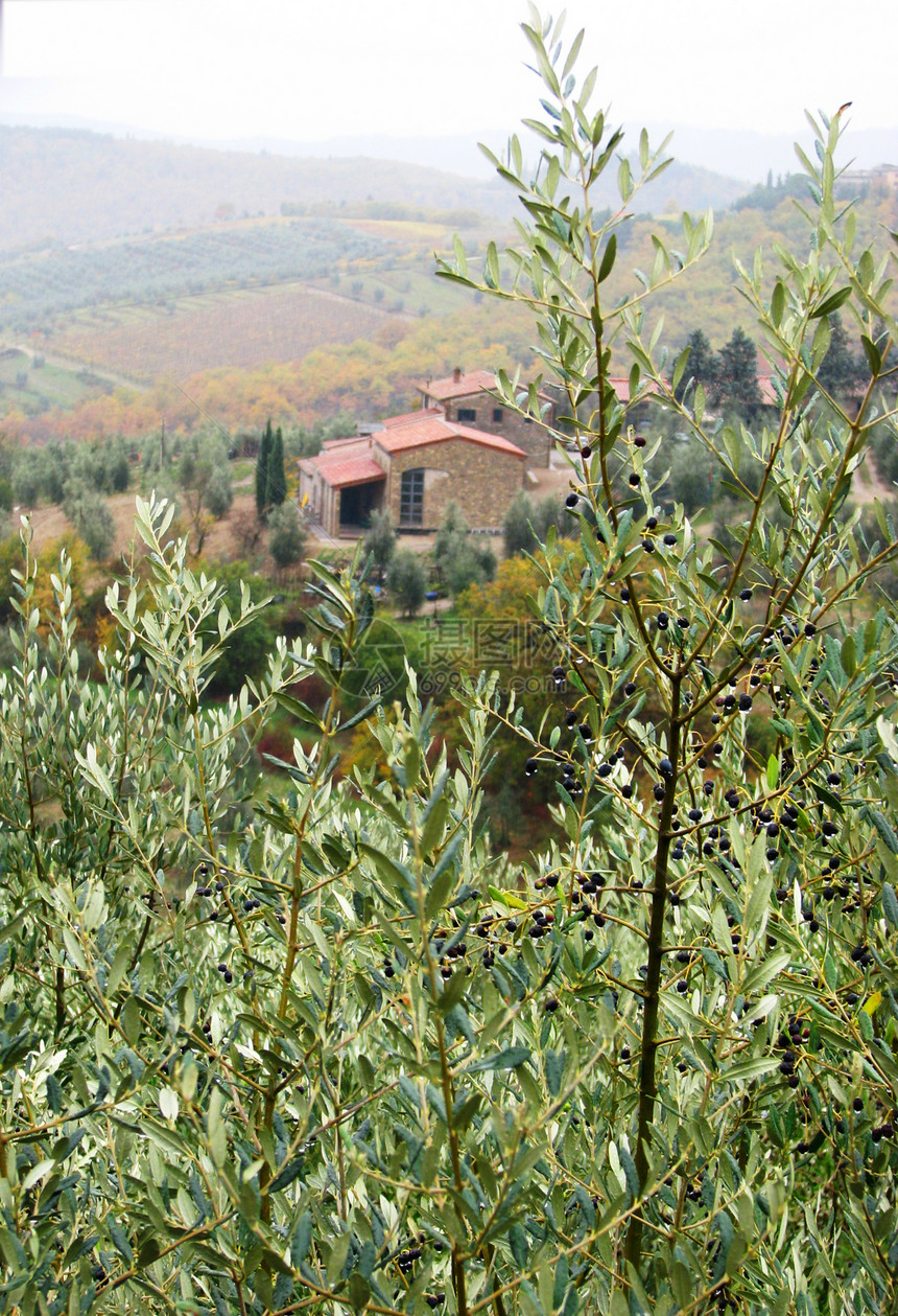 托斯卡纳被抛弃的别墅和橄榄树图片