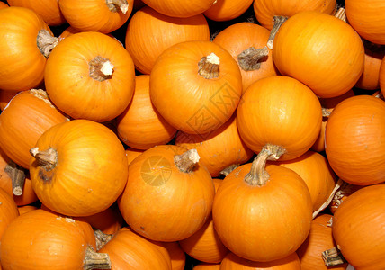 南瓜水果圆形壁球橙子花园球形蔬菜园艺季节性生产背景图片
