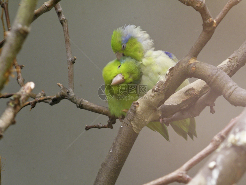 相爱的鸟儿鸟类动物群异国幸福蓝色宠物头颅动物园鹦鹉羽毛图片