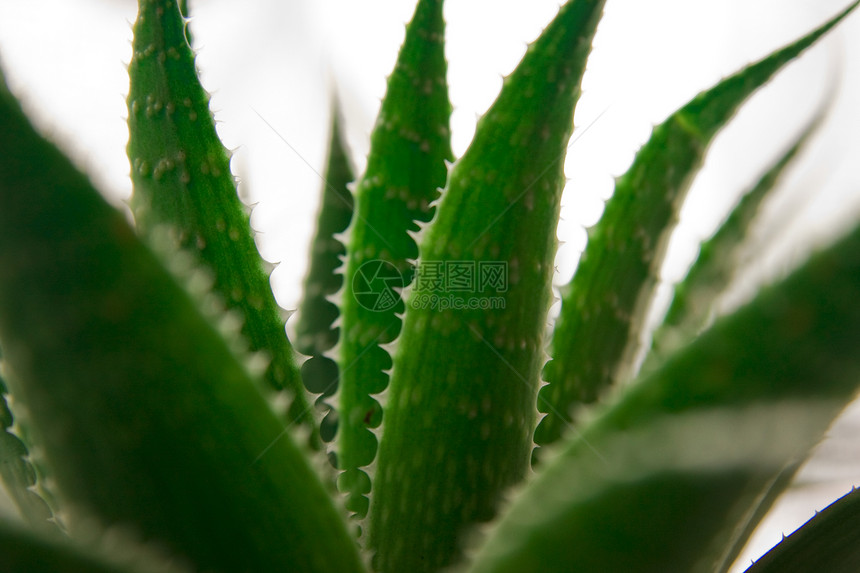 Aloe vera 细节 - 绿色图片