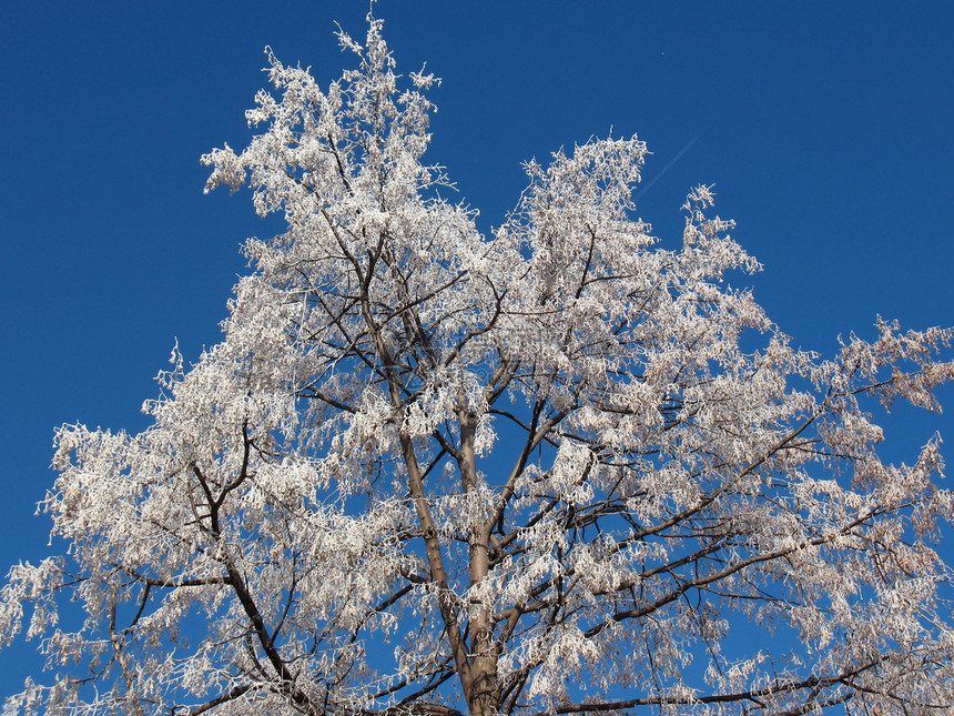 Hoarfrost 冷冻小路晴天雪花白色人行道城市重量绿色天空大街图片