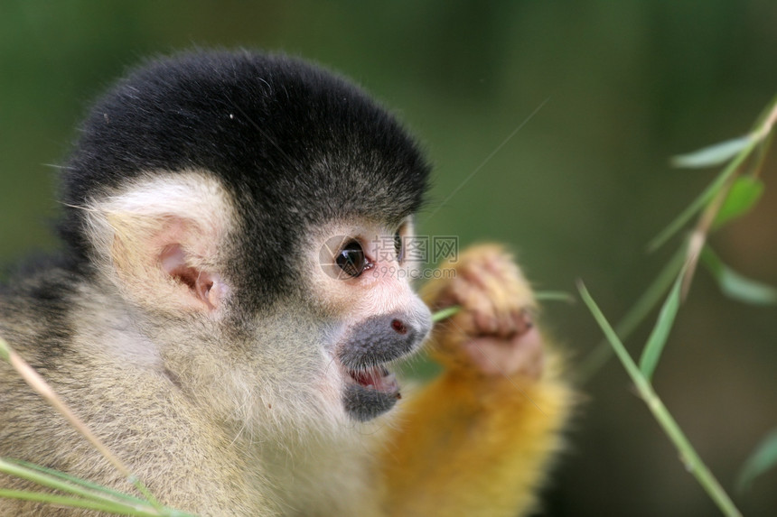 松鼠猴吃食物毛皮动物无赖零食灵长类恶作剧猴子野生动物图片
