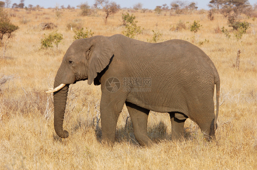 非洲大象尾巴旅行象牙身体野生动物力量动物群荒野耳朵哺乳动物图片