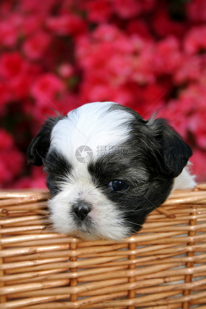 可爱的小狗黑色哈巴狗篮子犬类哺乳动物白色宠物动物图片