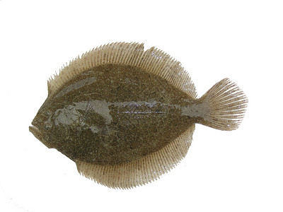 普莱诺斯Psetta 最高标准a钓鱼食物海鲜背景