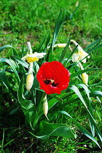 红郁金红色绿色花园白色水仙花郁金香背景图片