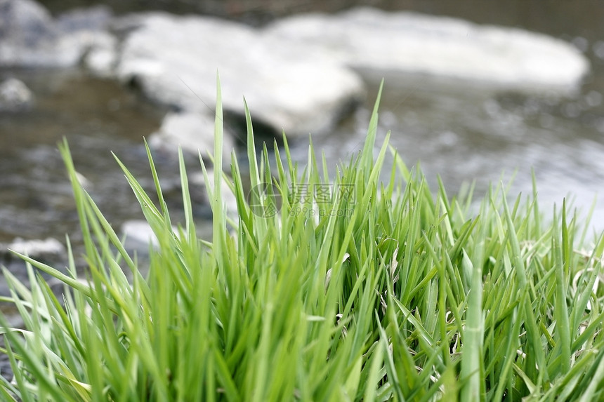草在水中图片