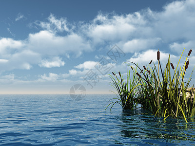 瑞发芦苇海岸天空植物湿地海洋沼泽插图环境波浪高清图片