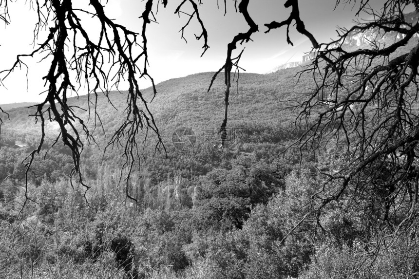 自然太阳树木松树天空小路风景森林顶峰悬崖岩石图片