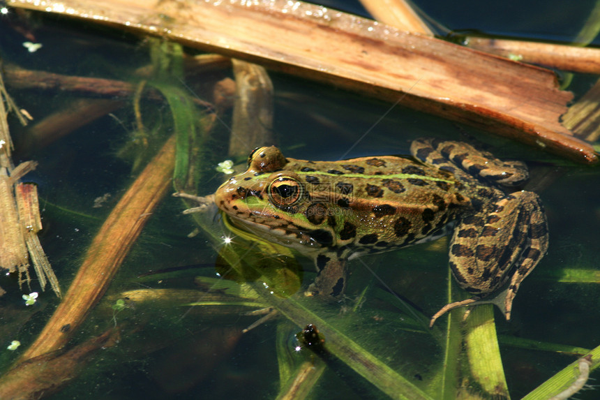 青蛙花园池塘眼睛生物快乐水陆野生动物动物照片绿色图片