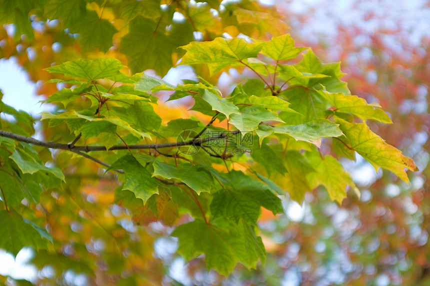 秋秋树叶季节金子树木森林阳光红色活力叶子黄色植物图片