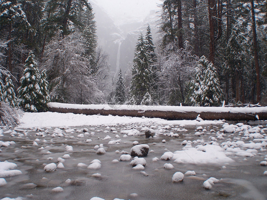 Yosemite公园在播种木头灰色薄雾森林国家公园孤独松树阴霾沉淀图片
