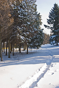 冬季冰杉公园旅游旅行背景图片