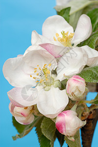 苹果花植物白色天空花园季节性高清图片