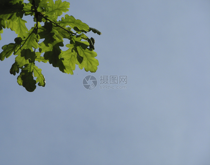 橡树分支绿色森林叶子季节天空蓝色生长植物图片