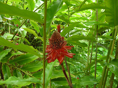 热带芙蓉(安的列斯群岛)背景