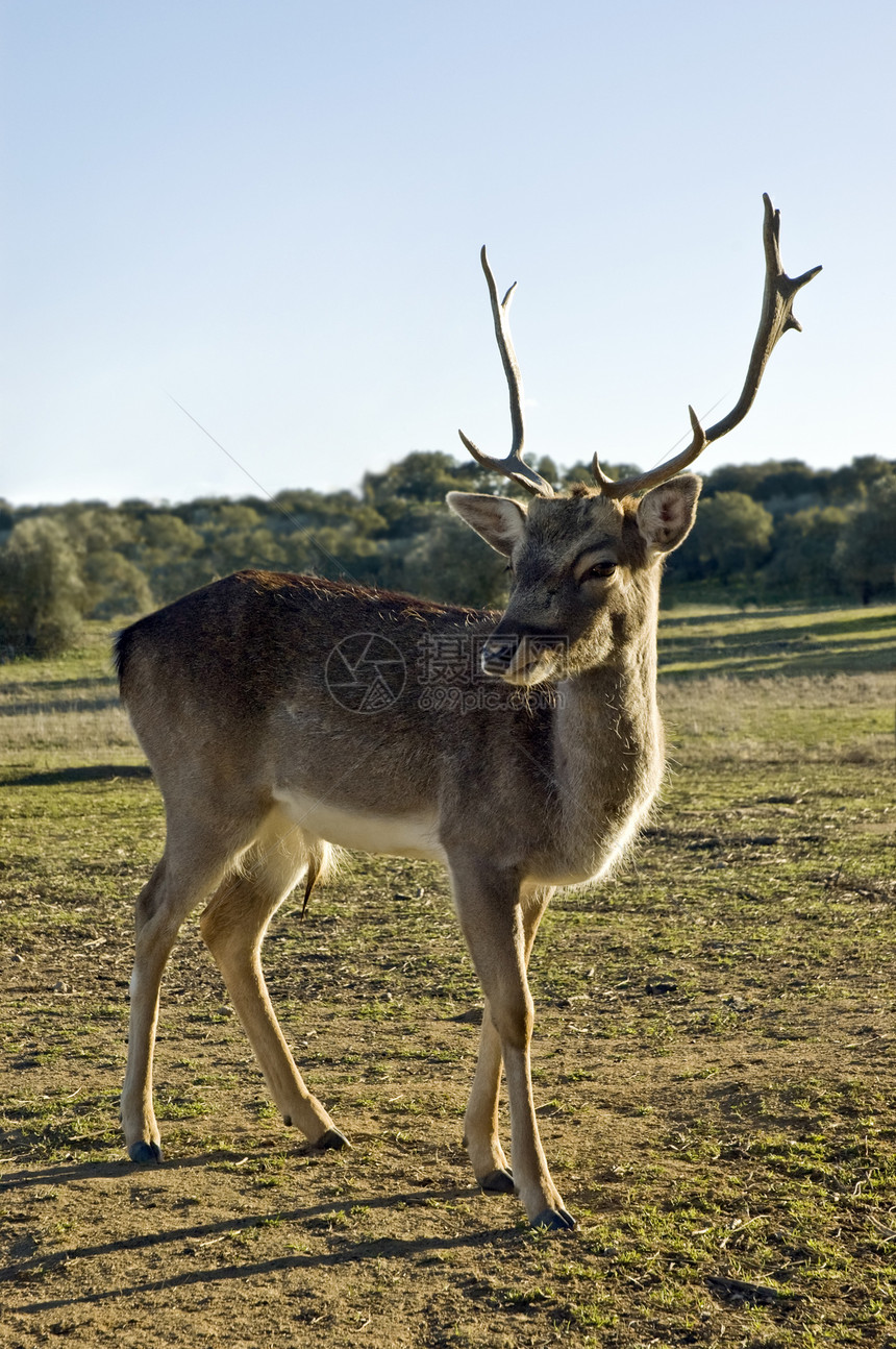 红鹿男性农业鹿角喇叭晴天动物姿势哺乳动物身体宠物图片