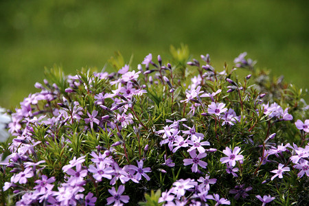 紫花花花园花朵背景图片