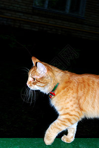 橘黄色的猫橘黄色黑色宠物动物背景