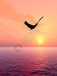 鹰插图太阳荒野日落橙子打猎翅膀场景自由日出背景图片