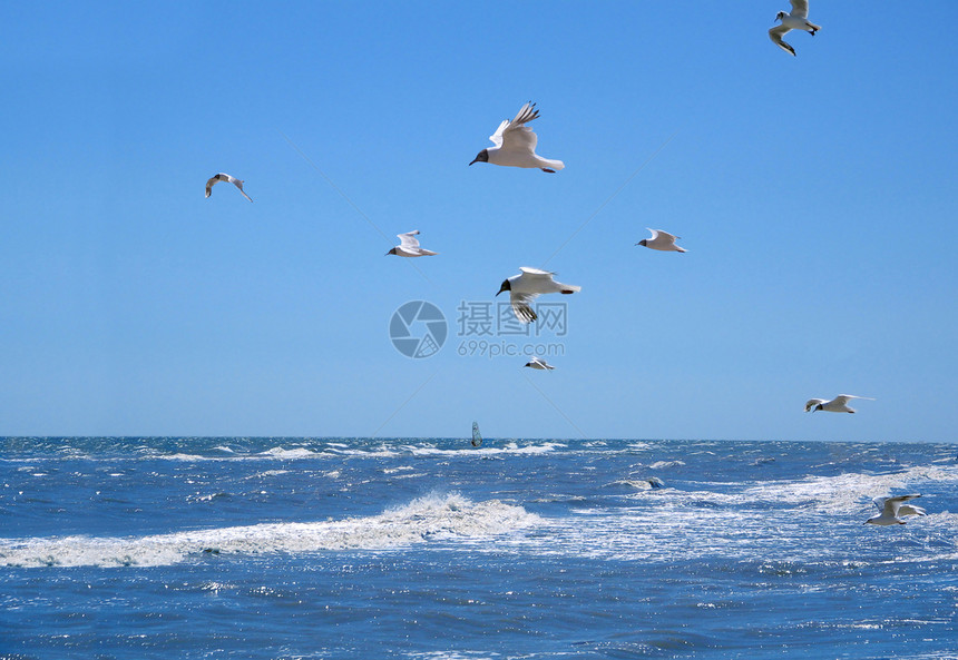 海鸥高架羽毛蓝色移民翅膀动物天蓝色鸟类海洋飞行图片