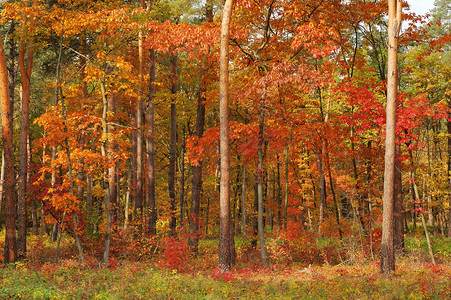 秋落颜色橙子棕色公园树木季节绿色背景图片