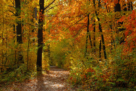 秋瀑黄色季节小路森林树木公园季节性背景图片