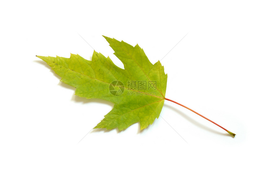 叶子绿色植物传单宏观白色图片