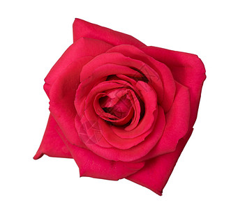 粉红玫瑰花朵宏观展示白色红色礼物玫瑰花瓣浪漫背景图片