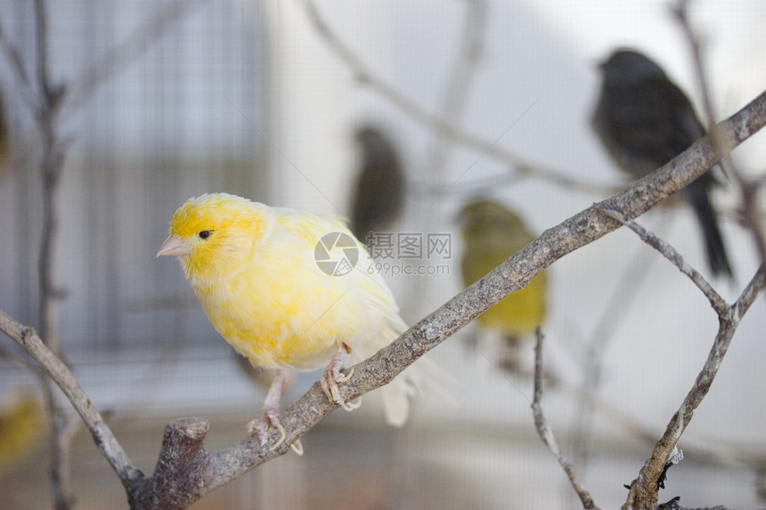 黄鸟动物宠物鸟类图片