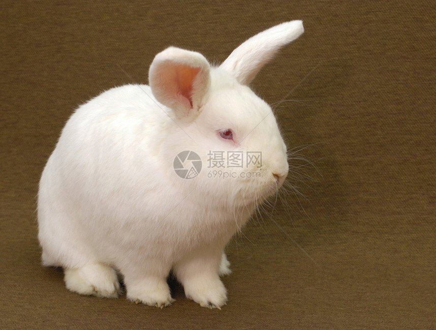 白兔子粉色龟孔哺乳动物白色眼睛口蹄疫动物图片