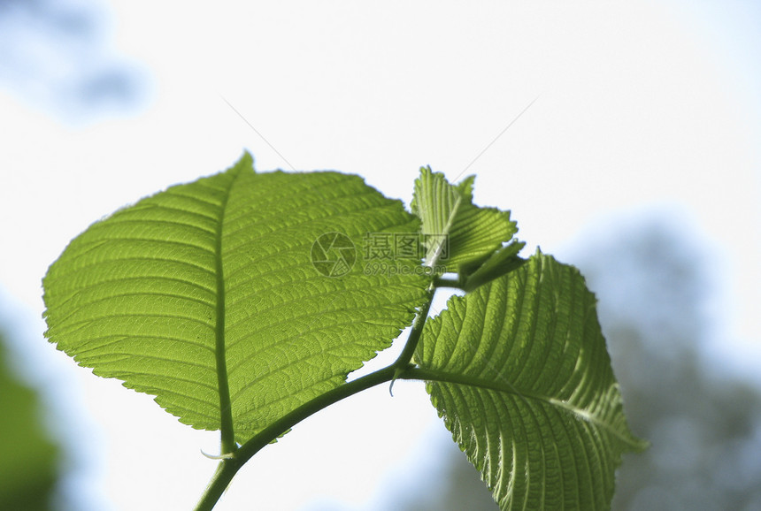 新鲜树叶季节绿色蓝色森林叶子植物天空图片