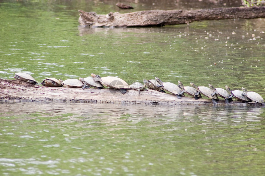 海龟黏土金刚鹦鹉鳄鱼丛林生态旅游游客旅行森林小屋热带图片