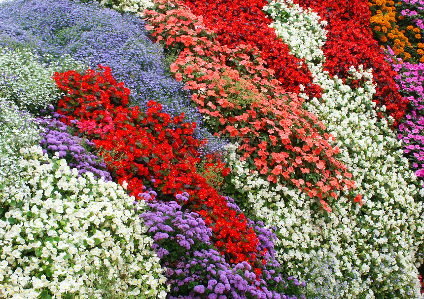 花朵植物树叶绿色白色花园紫色土壤红色植被蓝色图片