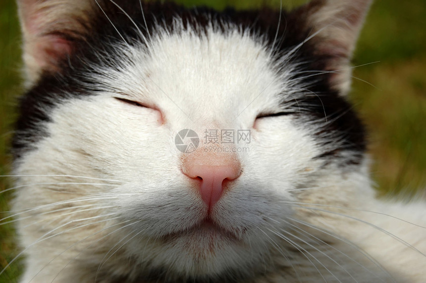 旧猫眼睛哺乳动物宠物黑色白色图片